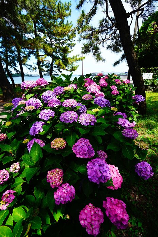 1049 野島公園_神奈川県