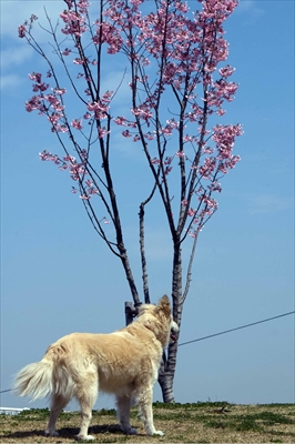 新横浜公園_神奈川