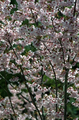 1075_新横浜公園_神奈川