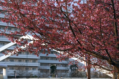 1077_新横浜公園_神奈川
