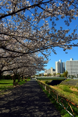 1078_新横浜公園_神奈川
