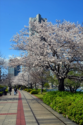 1080_なとみらい_神奈川