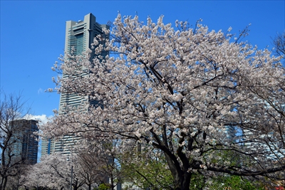 1081_なとみらい_神奈川