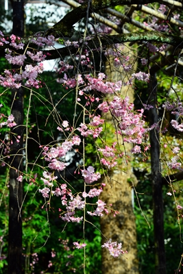 1003_洛南 御香宮神社_京都