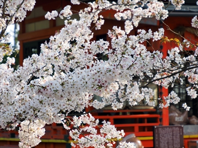 1004_洛南 御香宮神社_京都