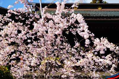 1020_大善寺_山梨