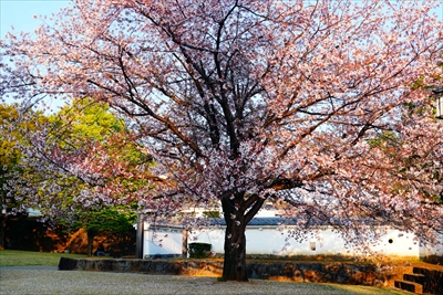 1005_甲府城公園_山梨