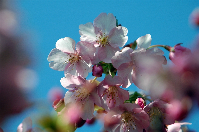 1001_下田みなみの桜_静岡