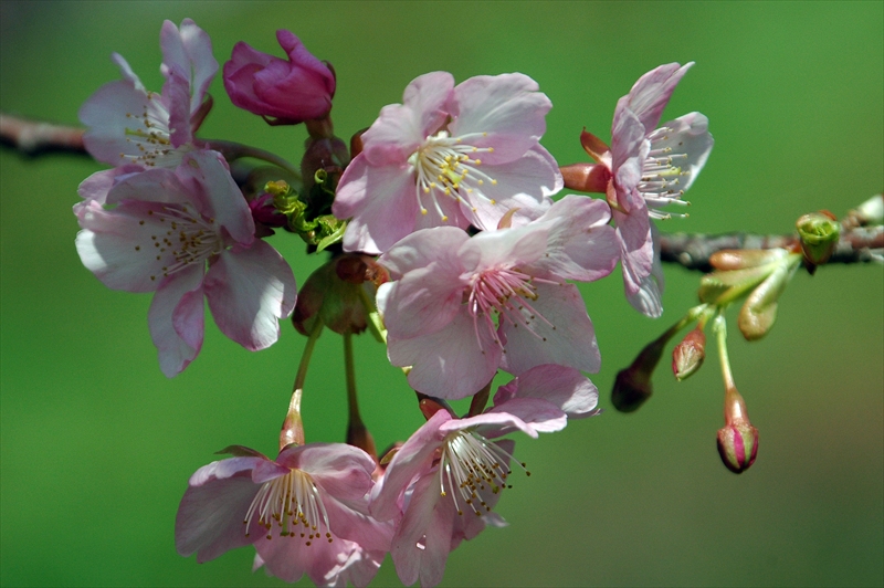 1002_下田みなみの桜_静岡