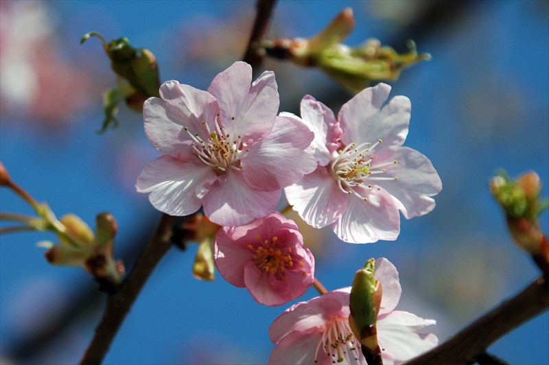 1004_下田みなみの桜_静岡