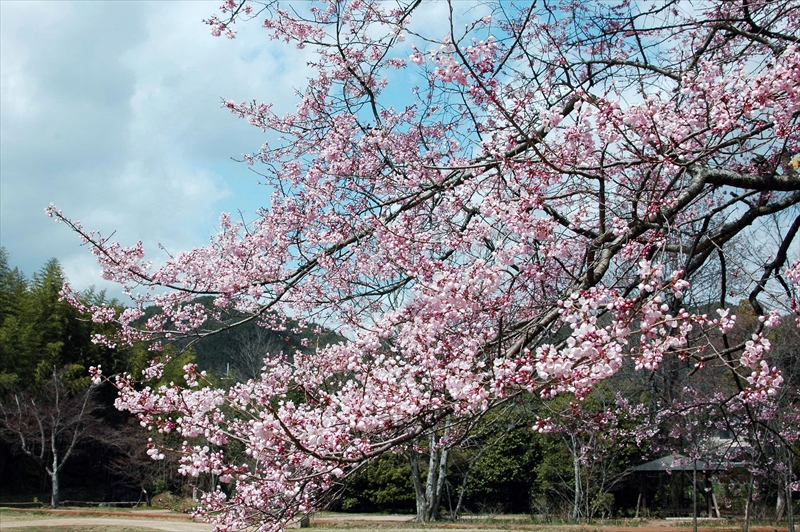 1025_洛西 大沢池_京都