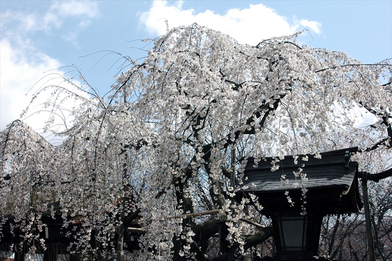 1034_洛中 平野神社_京都