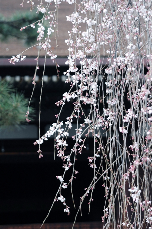 1036_洛中 平野神社_京都