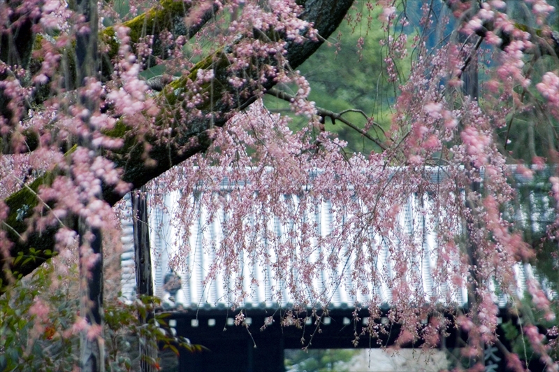 1023_洛東 南禅寺_京都