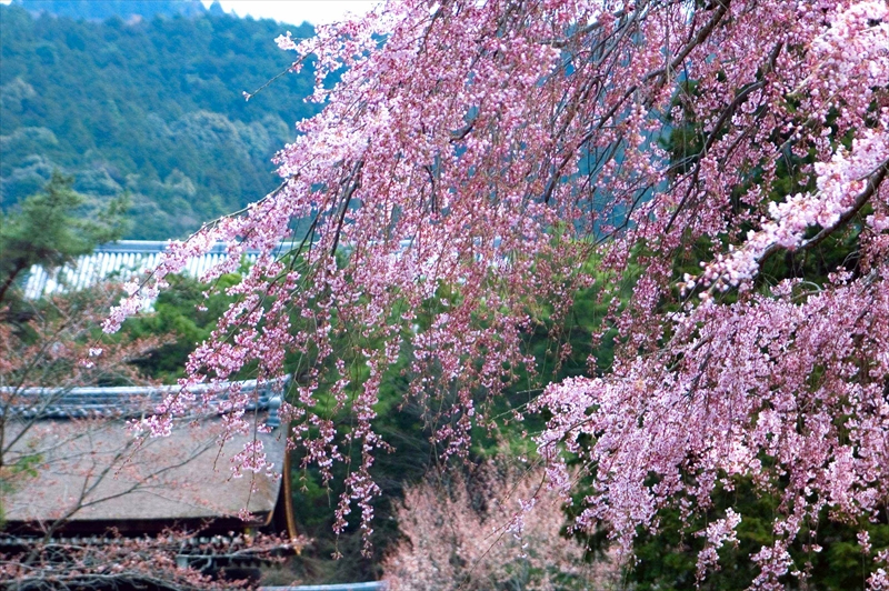 1025_洛東 南禅寺_京都