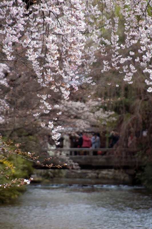 1053_洛東 祇園白川_京都