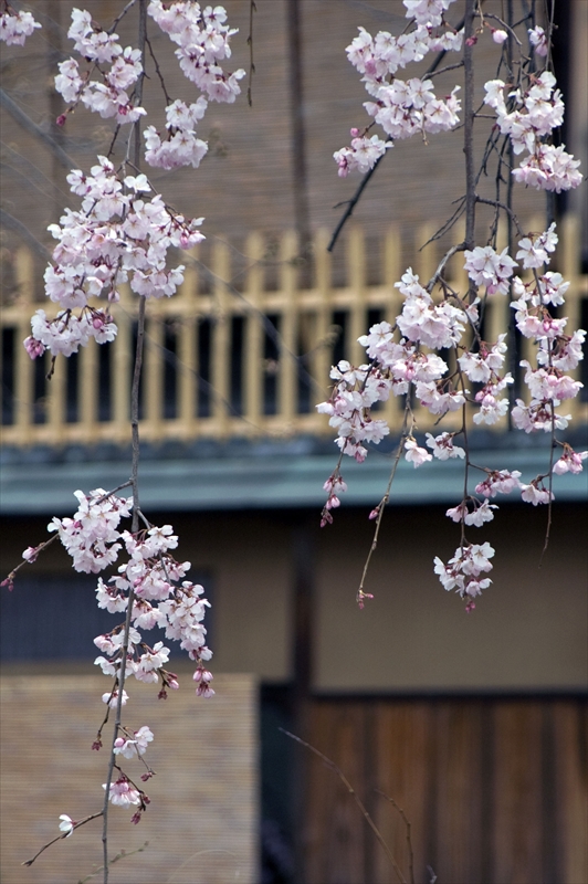 1055_洛東 祇園白川_京都