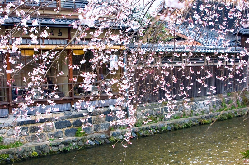 1061_洛東 祇園白川_京都