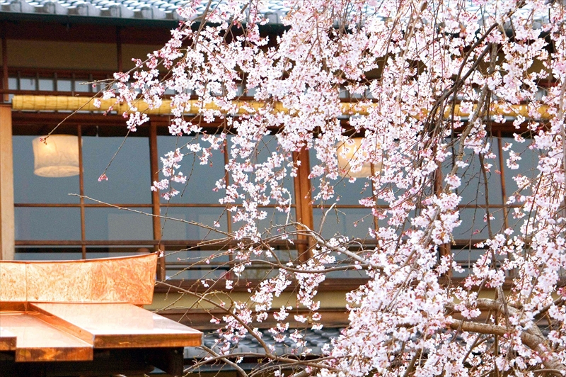 1062_洛東 祇園白川_京都