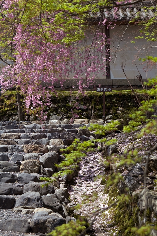 1007_洛西 二尊院_京都