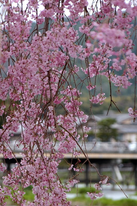 1035_洛西 渡月橋_京都