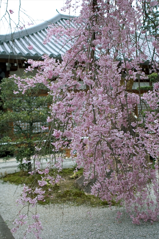 1029_洛西 印空寺_京都