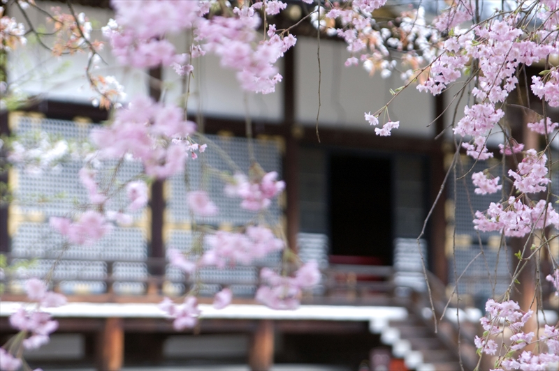 1001_洛西 仁和寺_京都