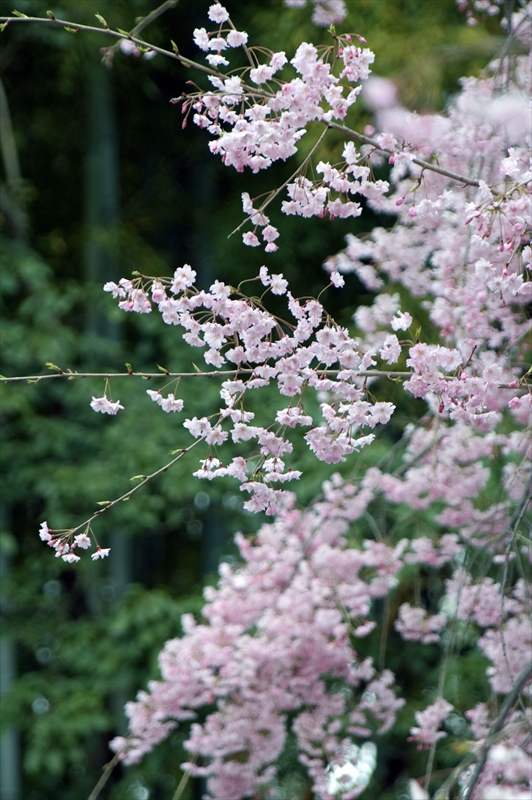 1037_洛中 平野神社_京都