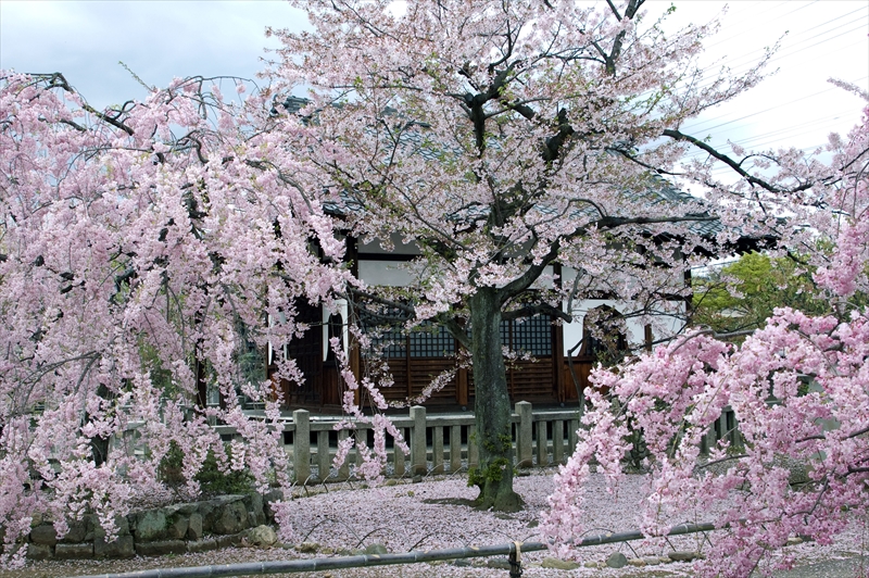 1075_洛中 上品蓮台寺_京都