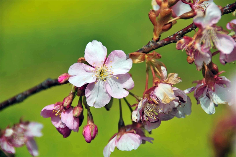 1006_下田みなみの桜_静岡