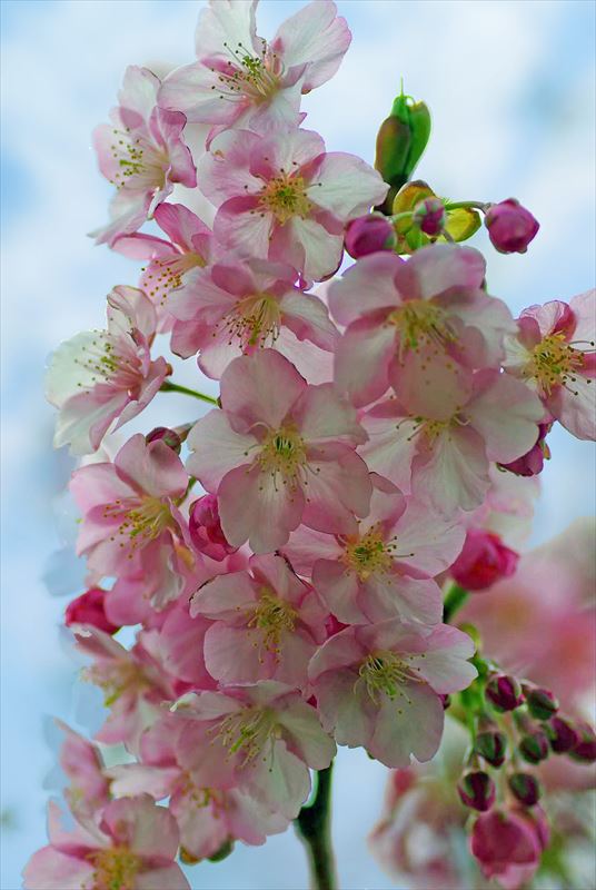 1009_下田みなみの桜_静岡