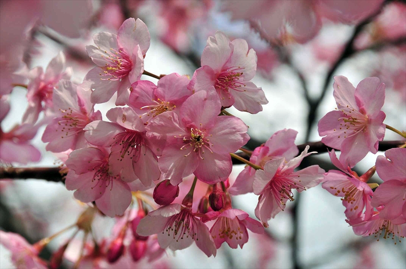 1014_下田みなみの桜_静岡