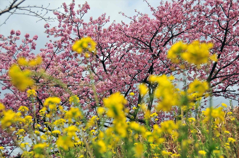 1017_下田みなみの桜_静岡