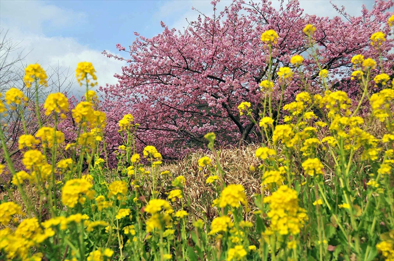 1019_下田みなみの桜_静岡