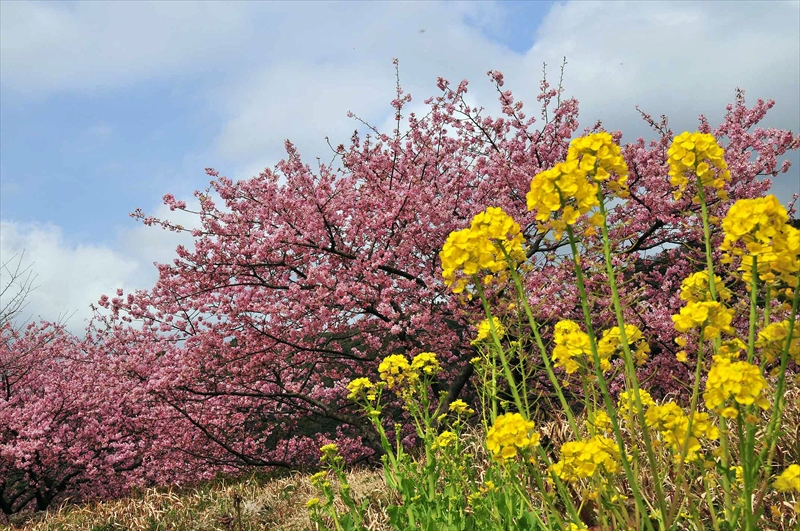 1021_下田みなみの桜_静岡