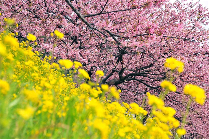 1023_下田みなみの桜_静岡