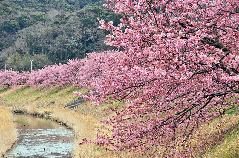 1029_下田みなみの桜_静岡