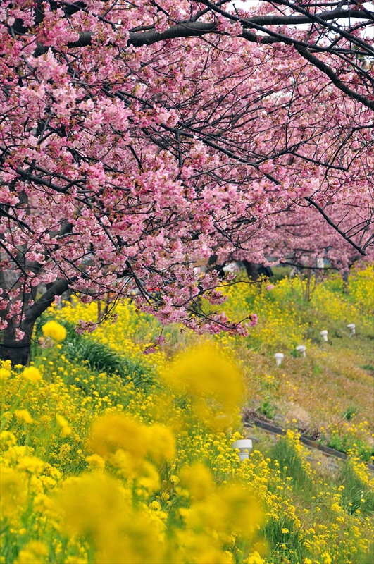 1030_下田みなみの桜_静岡