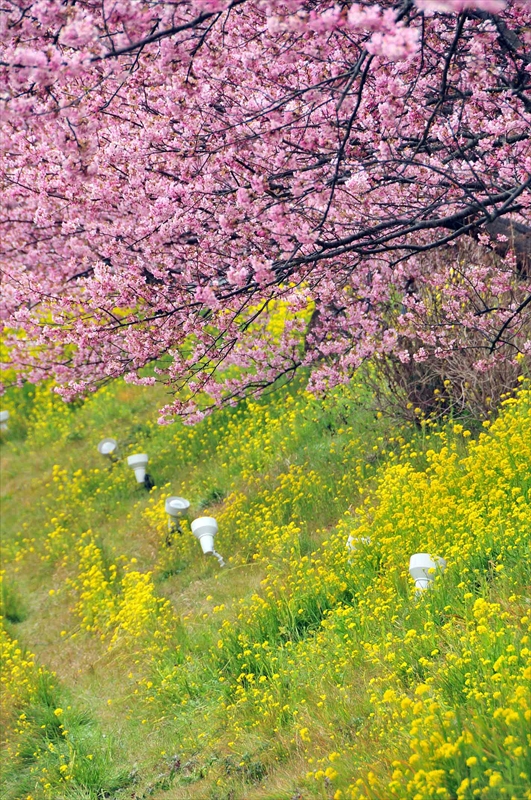 1031_下田みなみの桜_静岡