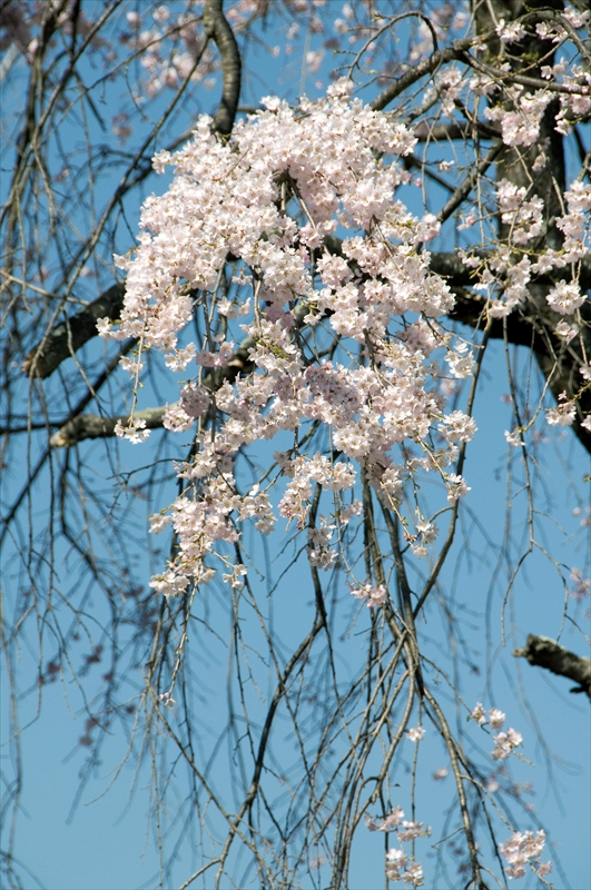 1042_小諸城址懐古園_長野