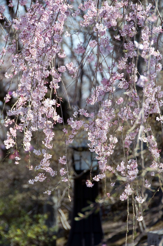 1047_小諸城址懐古園_長野