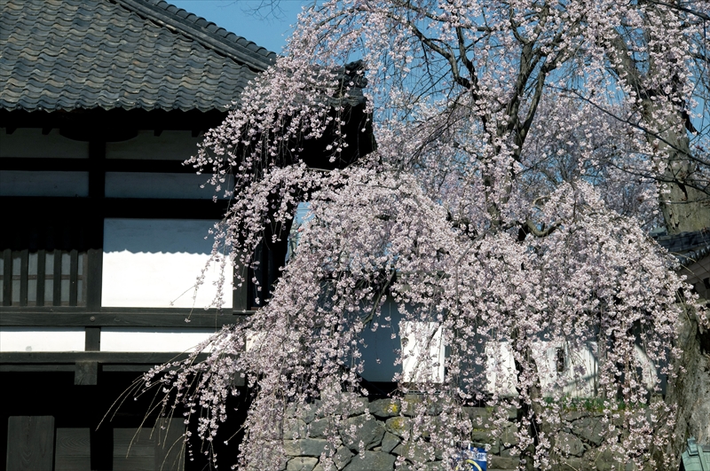 1049_小諸城址懐古園_長野