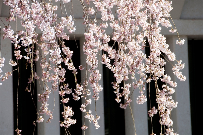 1053_小諸城址懐古園_長野