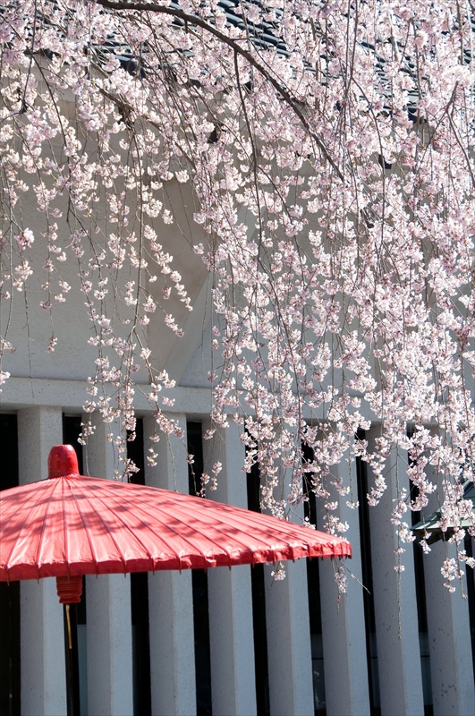 1054_小諸城址懐古園_長野