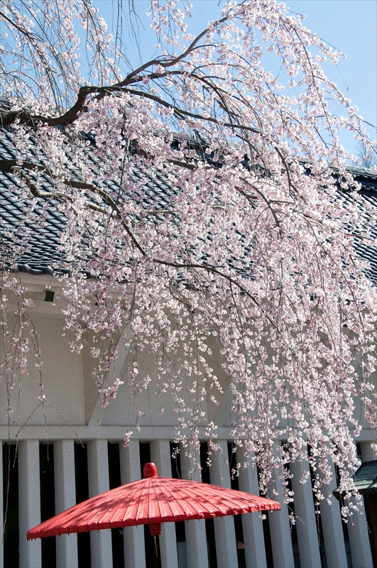 1055_小諸城址懐古園_長野