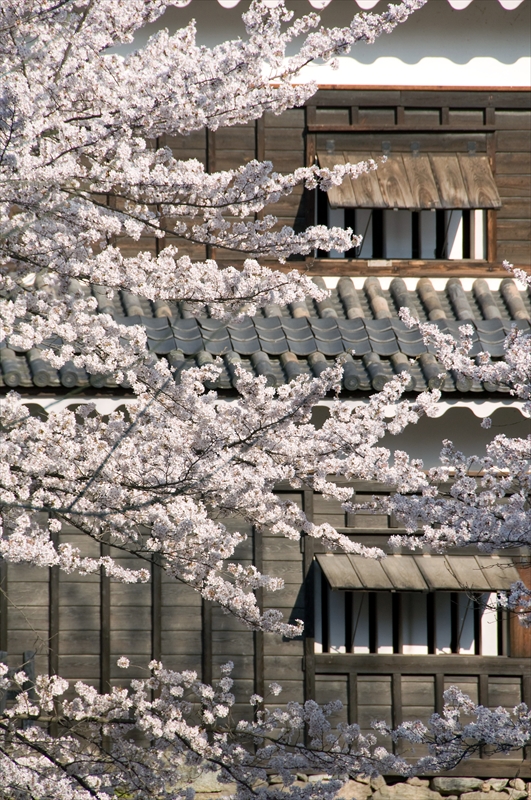1096_上田城跡公園_長野