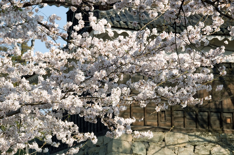 1100_上田城跡公園_長野