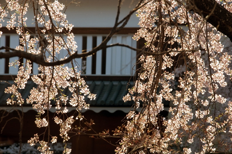 1108_上田城跡公園_長野