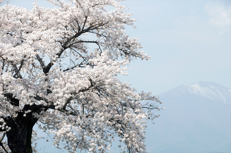 1001_高遠城址公園_長野