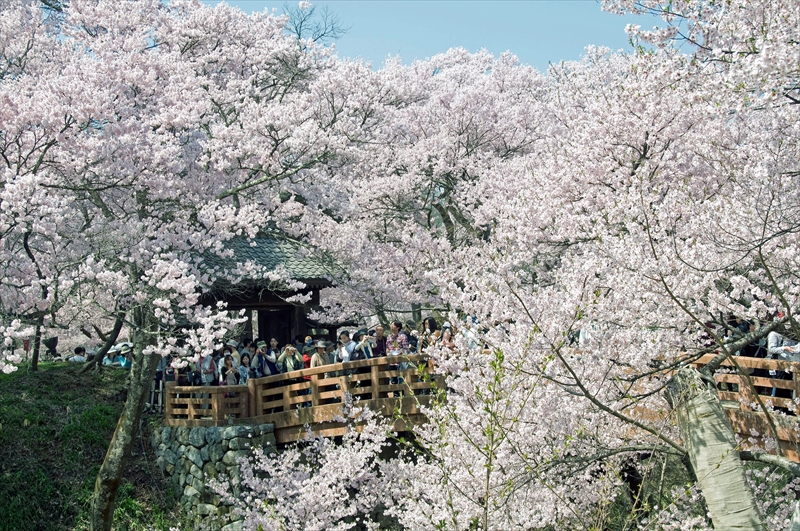 1007_高遠城址公園_長野